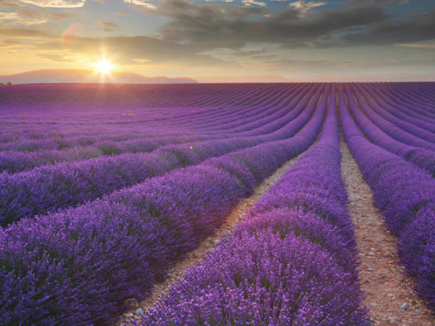 istock Lavander field in Provence at sunset 1172894260