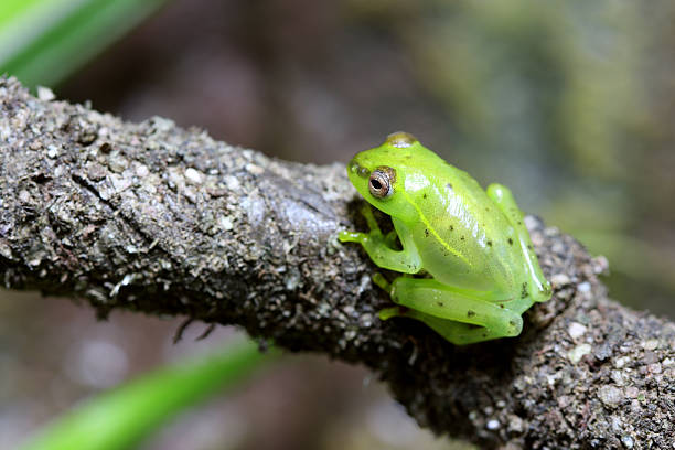Spotted Emerald Glass Frog stock photo