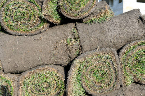 istock Grass rolls are piled in careless stacks, sod rolls 1172895180