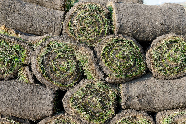 istock Grass rolls are piled in careless stacks, sod rolls 1172895233