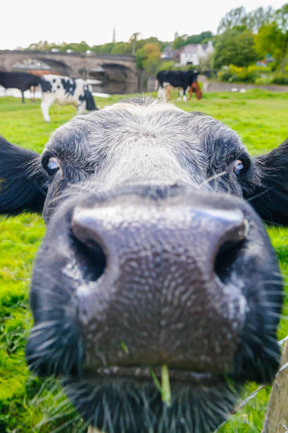 istock Closeup of a cows face 1172895347