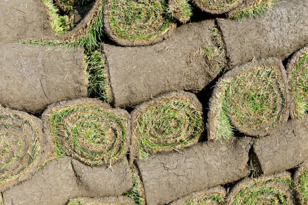istock Grass rolls are piled in careless stacks, sod rolls 1172895371