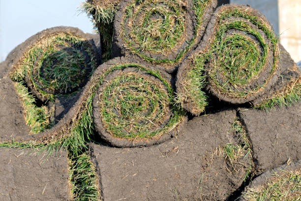istock Grass rolls are piled in careless stacks, sod rolls 1172895411