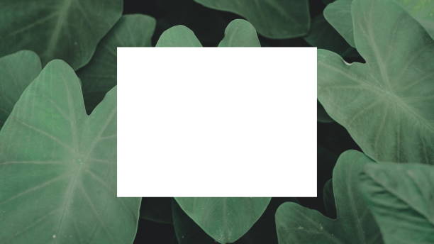 istock creative layout from green leaves and white square paper.copy space 1172897465