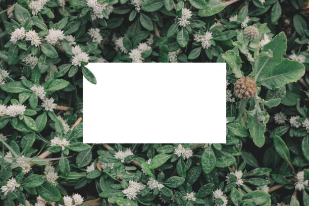 creative layout from green leaves and white square paper.copy space
