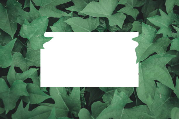 creative layout from green leaves and white square paper.copy space