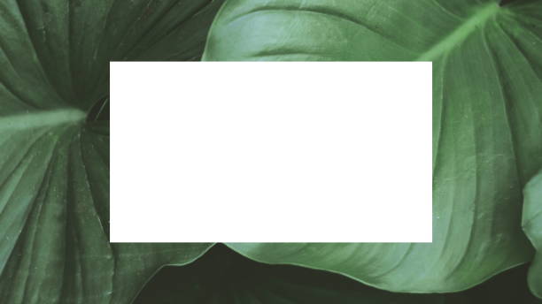 istock creative layout from green leaves and white square paper.copy space 1172898054