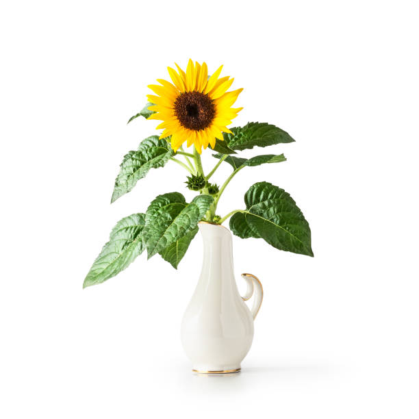 Sunflowers in a glass vase on the table.