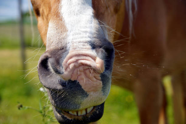 草の草原で馬の口を閉じる。茶色の馬は緑の草を背景にくしゃみをします。 - horse close up non urban scene spring ストックフォトと画像