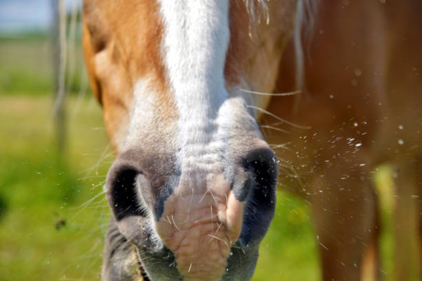 close up of horse mouth in a grassy meadow. brown horse sneezes on the background of green grass. stock photo