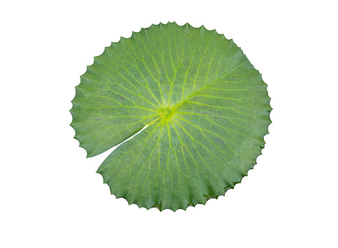 Lotus leaf isolated on white background with clipping path, Waterlily leaf