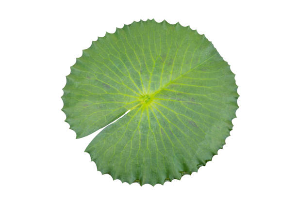Green lotus leaf Lotus leaf isolated on white background with clipping path, Waterlily leaf water lily photos stock pictures, royalty-free photos & images