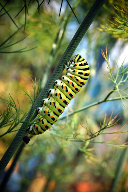 caterpillar of a swallowtail. stock photo