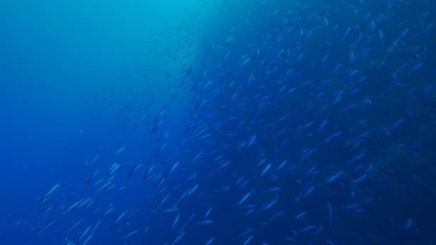 istock Fusilier fish schooling at deep sea reef, Japan 1172898832