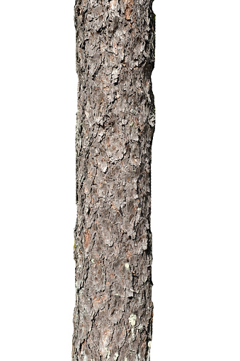 High resolution abstract background wood texture, depicting an old Black Poplar tree, with deeply grooved, cracked and intertwined bark ligaments detail, covered with large patches of moss growth.