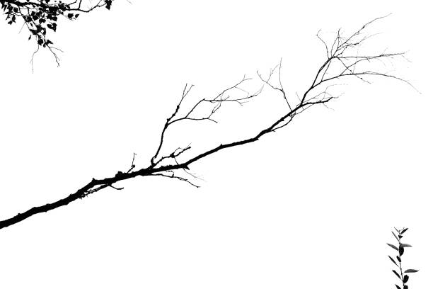 tree branch isolated on a white background. black and white image. MINIMALISM