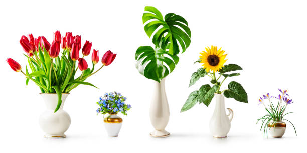 Sunflower, monstera, forget me not, tulip and crocus flowers in retro vase collection isolated on white background. Holiday present and summer garden concept. Design elements banner