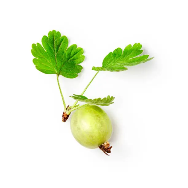 Fresh gooseberry fruit with leaves isolated on white background with clipping path. Healthy eating and dieting concept. Summer fruits and berries. Single object, top view, flat lay, design element