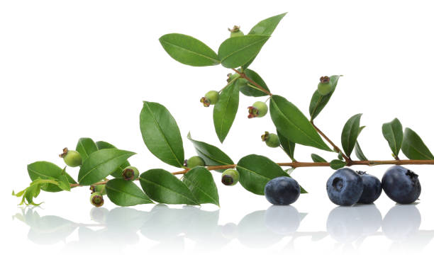 istock Unripe and ripe blueberries with leaves isolated 1172903476