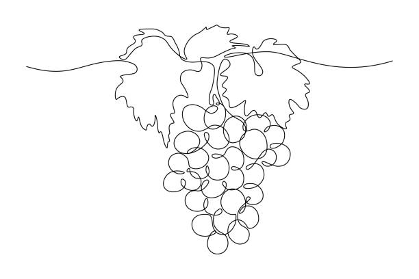 pęczek winogron - contour drawing obrazy stock illustrations