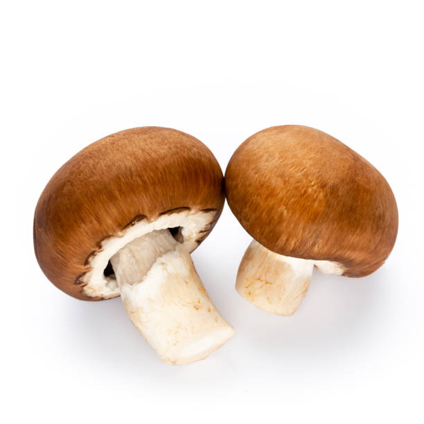 istock Fresh champignon mushrooms isolated on white. 1172905646