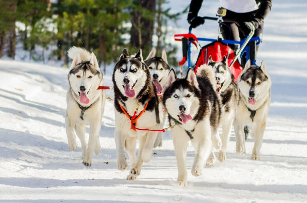 Sled dogs race competition. Siberian husky dogs in harness. Sleigh championship challenge in cold winter russia forest. stock photo