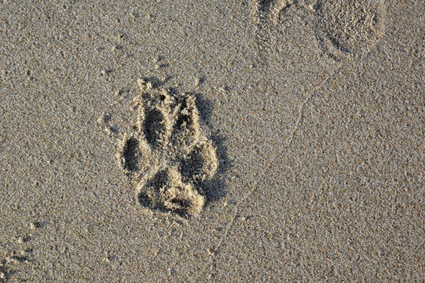 widok z góry pojedynczego psa paw print na mokrej piaszczystej plaży - dog paw print beach footprint zdjęcia i obrazy z banku zdjęć