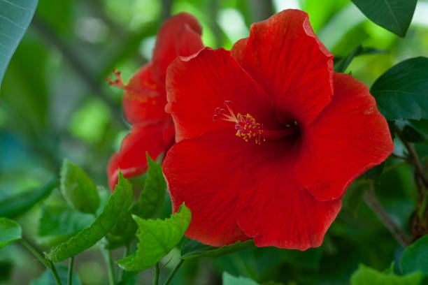 istock red hibiscus flowers in the background blurred leaves 1172907731