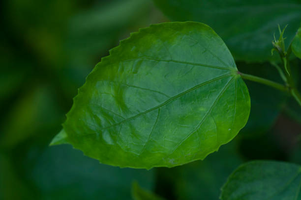 istock leaf of red hibiscus with shape and detail 1172907967