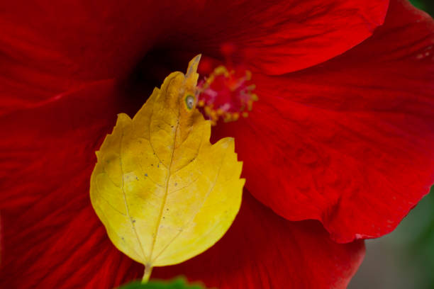 Old hibiscus leaves on branch changed to yellow with Wrinkles and dryness, place on own flower