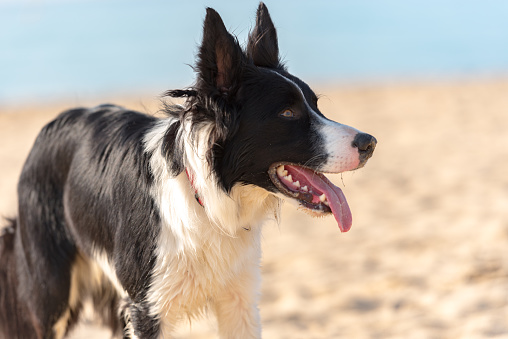 Border collie black and white at the beach on the sunshine.
