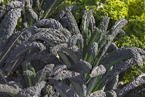 Nero di Toscana Cabbage is known around the world by several other names, including Black Palm Cabbage, Cavalo Nero, Black Kale, Tuscan Kale, Lacinato Kale, and Dinosaur Kale.