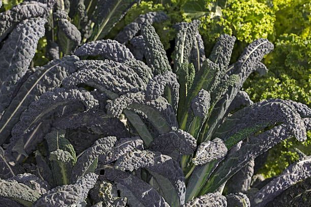 Black Palm cabbage (Brassica oleracea) stock photo