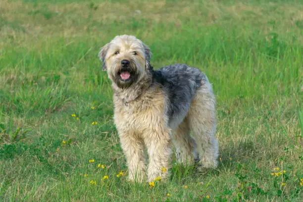Soft-coated Wheaten Terrier standing and looking directly at camera in green grass with yellow flowers meadow. Copy space.