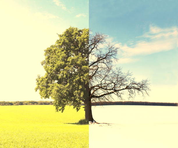 istock Abstract collage with mixed different sides of tree with changing seasons from summer with green grass and to winter with white snow 1172909901