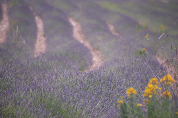 Purple lavender blooms in Provence. Taken in France.
