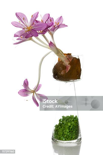 Otoño Azafrán Colchicum Speciosum Foto de stock y más banco de imágenes de Azafrán - Familia del Iris - Azafrán - Familia del Iris, Bulbo, Cabeza de flor