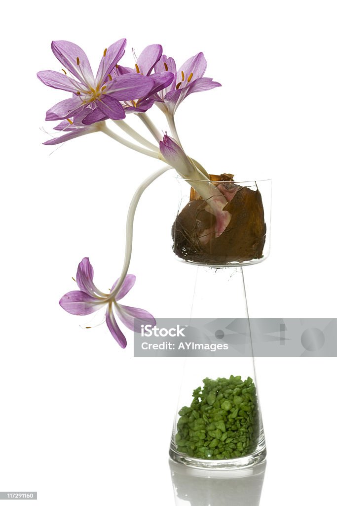 Crocus outono (Colchicum speciosum - Foto de stock de Bulbo royalty-free