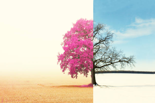 istock collage with mixed different sides of tree with changing seasons from winter to autumn 1172912266