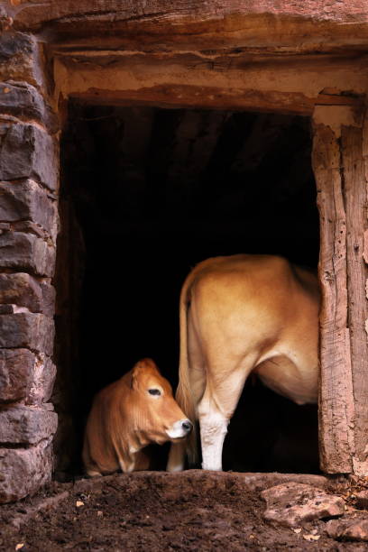 istock BROWN COWS INSIDE AN ABANDONED HOUSE 1172912429