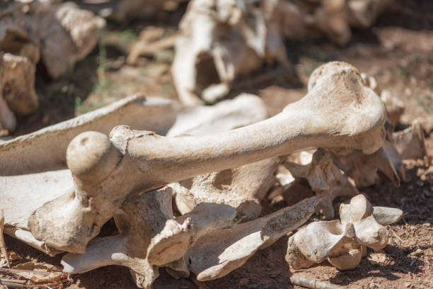 istock Skulls and bones Of Dead Animals In The Far West. 1172913183