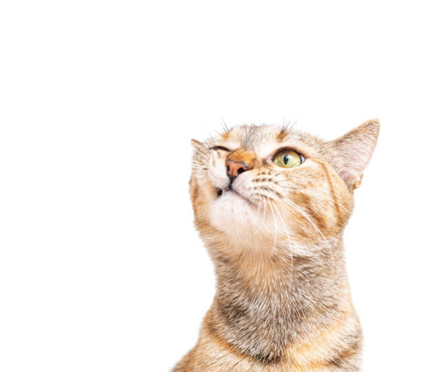 istock Portrait of tabby cat with funny expression. 1172913528