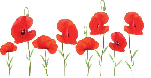 istock 3D realistic red poppies flowers. Beautiful beackground. Red poppies close up. Nature. Summer flower. Vector illustration. 1172914452