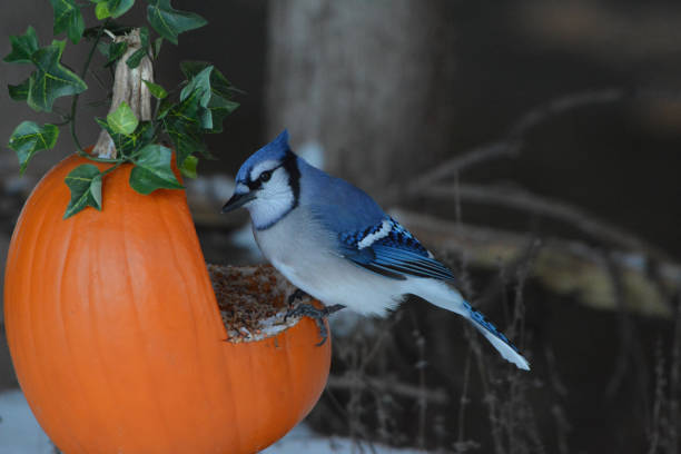 Pumpkins Blue Jay sits perched on pumpkin made into a bird feeder for a Halloween display jay photos stock pictures, royalty-free photos & images