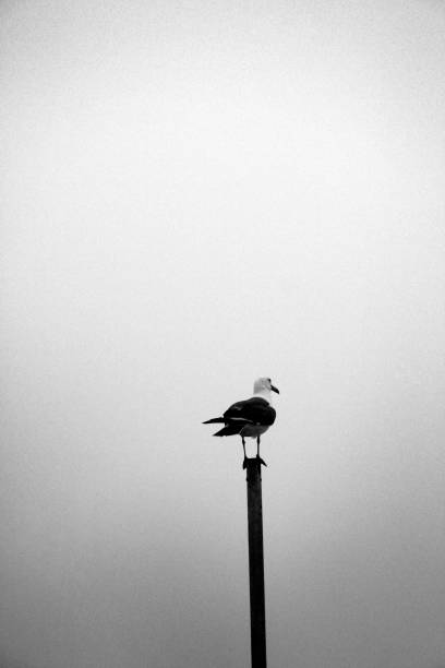 istock Foggy sea and seagull 1172915677