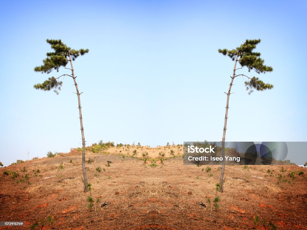 Background Two Tree Two Tree Stock Photo - Download Image Now - Ansan, Asia, Day - iStock