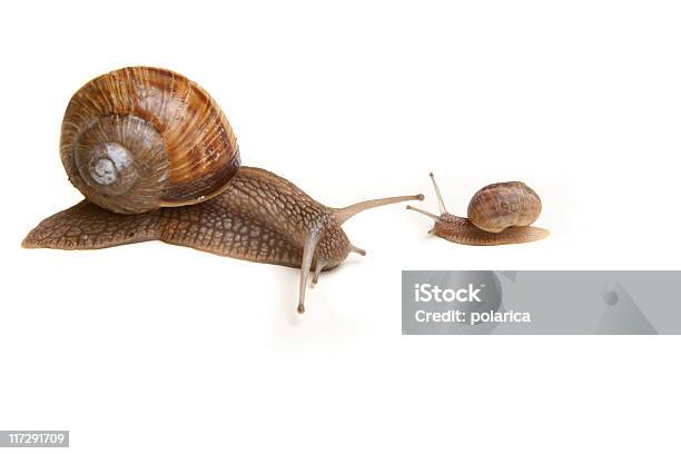 Snail Series Stock Photo - Download Image Now - Large, Small, Activity