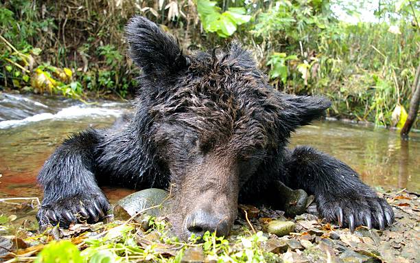 A caçada. Urso-pardo-morta. - foto de acervo