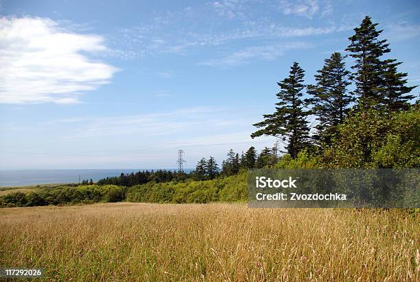 August Stockfoto und mehr Bilder von August - August, Baum, Blau