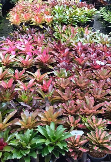 istock Beautiful Fresh Aechmea Fasciata or Urn Plants 1172924492